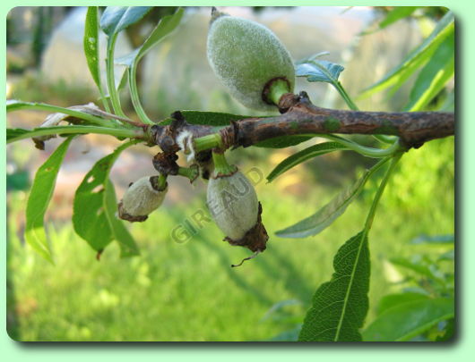 La formation des amandes