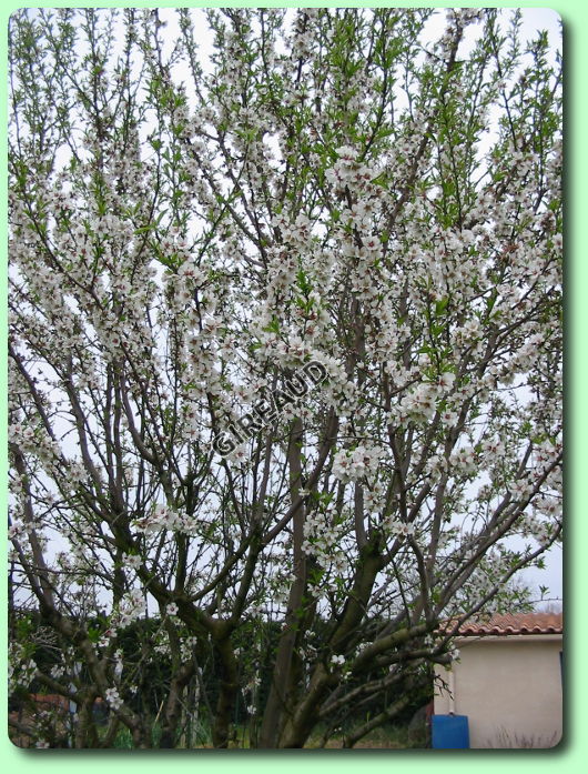 La floraison de l'amandier