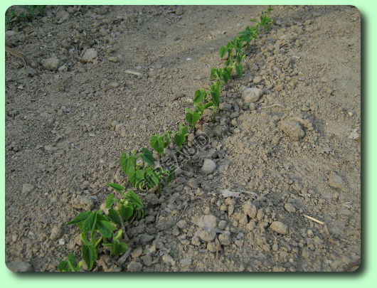 La levée des haricots