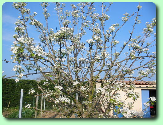 La floraison des poiriers