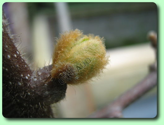 Eclatement des bourgeons du kiwi