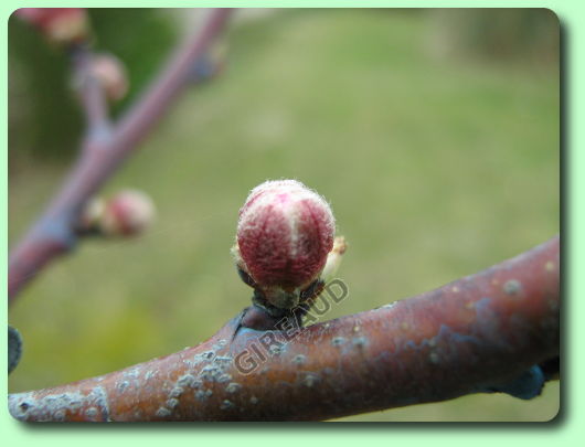 Bourgeon du nectarinier