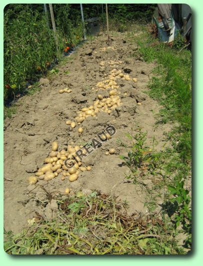 La récolte des pommes de terre