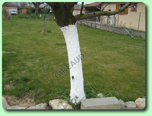 Le blanc arboricole - les traitements biologiques du jardin 