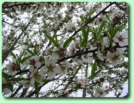 La floraison de l'amandier: