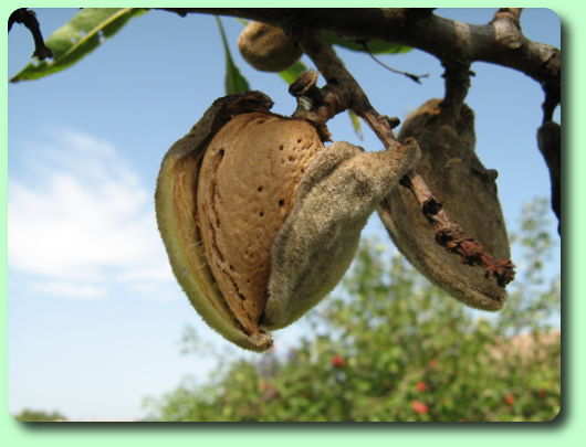 La récolte des amandes