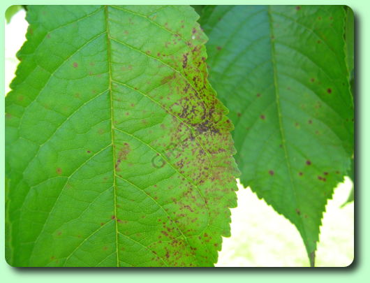 Cylindrosporiose sur un cerisier