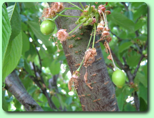 La formation des cerises