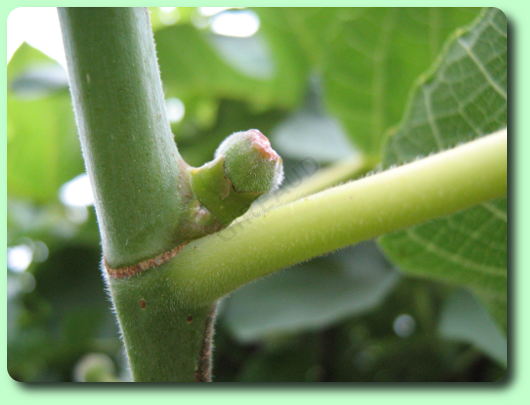 La formation des figues