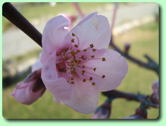 Le floraison du nectarinier