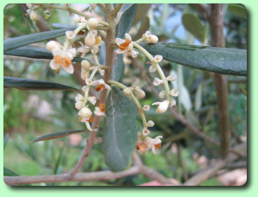 La floraison de l'olivier
