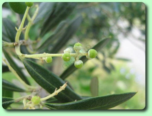 La formation des olives