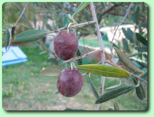 La couleur des olives