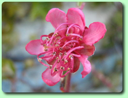 La floraison du pêcher