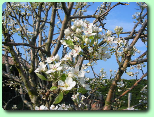 La floraison des poires