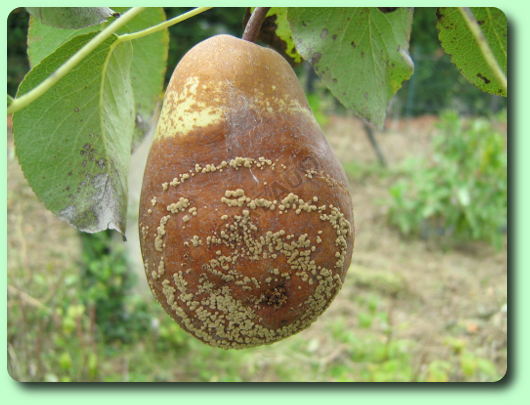 Moniliose sur une poire