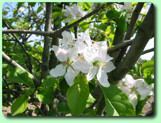 La floraison du pommier