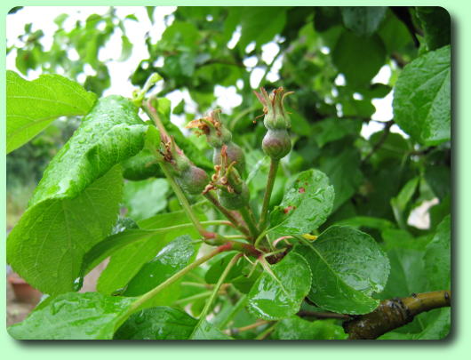 La formation de la pomme