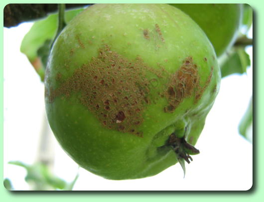 Tavelure sur une pomme