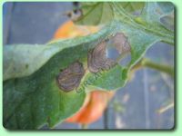 L'alternariose de la tomate