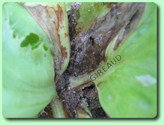 Le botrytis sur salade