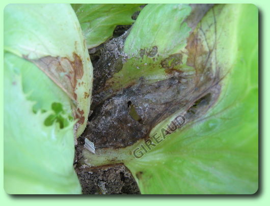 Le botrytis sur salade