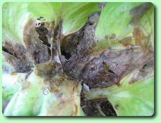 Le botrytis sur salade