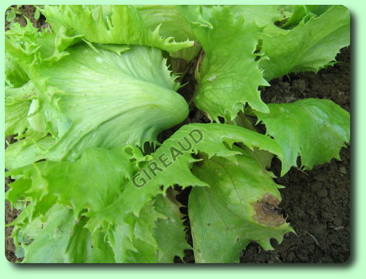 Le botrytis sur salade