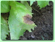 Le botrytis sur salade