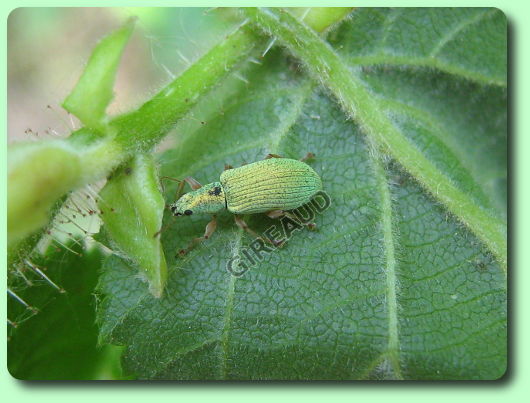 charancon vert pale