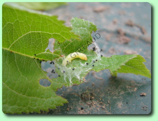 Une chenille de noctuelle