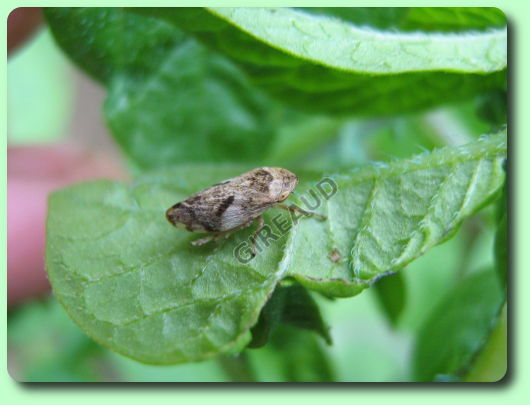 La cicadelle écumeuse