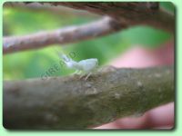 La cicadelle pruineuse