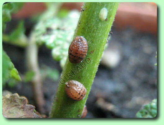 L'attaque des cochenilles