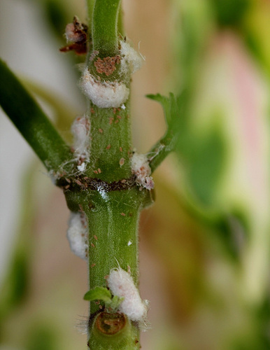 La cochenille farineuse