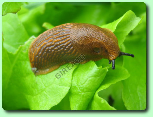 Limace sur une salade