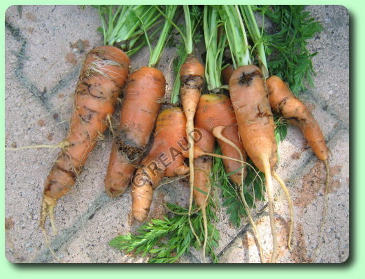 La mouche de la carotte