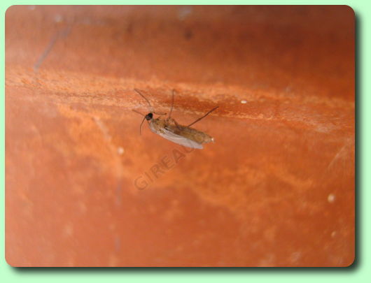 les moucherons - les parasites du jardin 