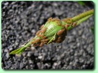 Pucerons sur un rosier