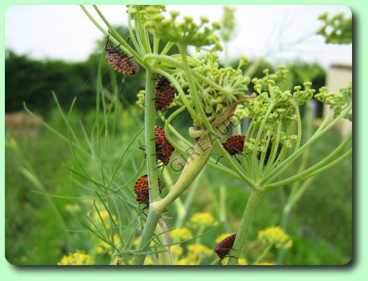 La punaise arlequin