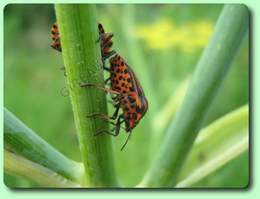 La punaise arlequin