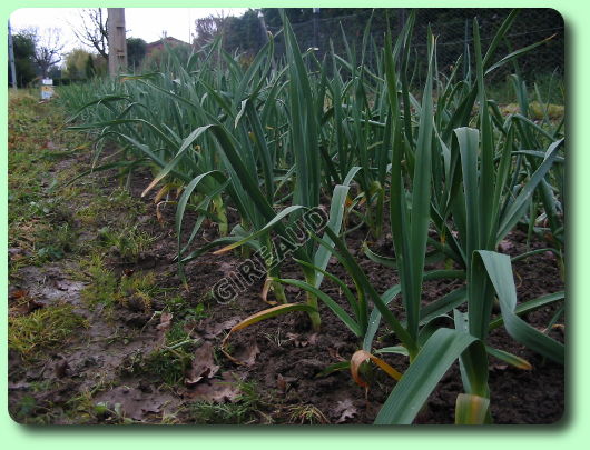 Ail à la sortie de l'hiver.