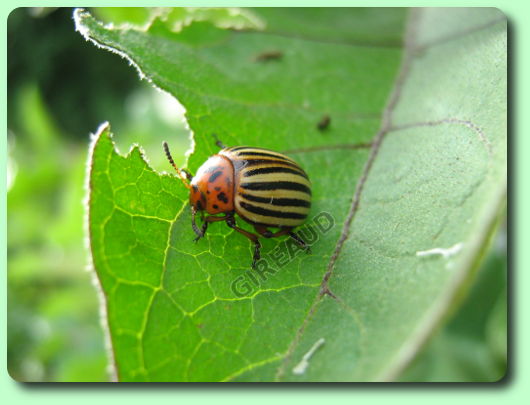 Doryphore sur une aubergine