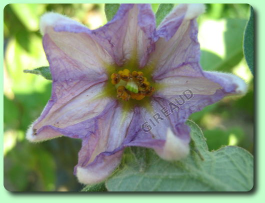 La floraison de l'aubergine