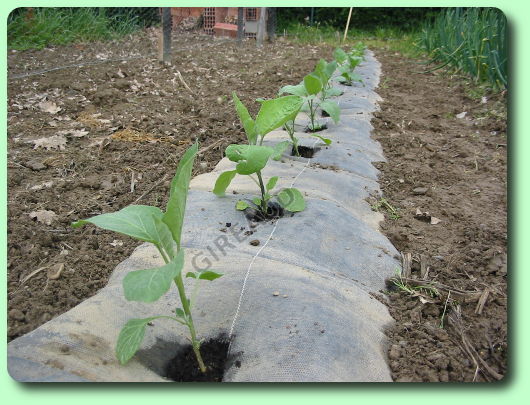 Le repiquage des aubergines