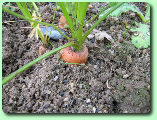 La récolte des carottes