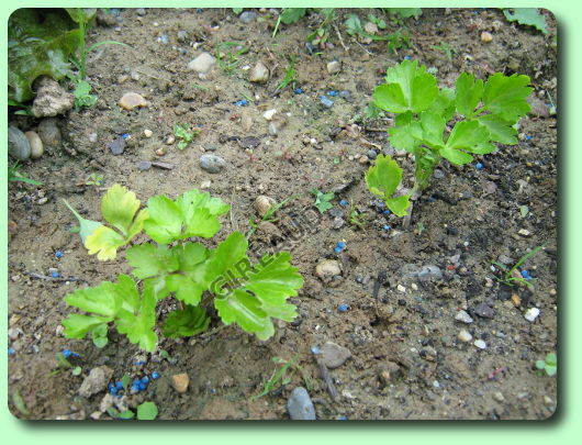 La plantation des céleris