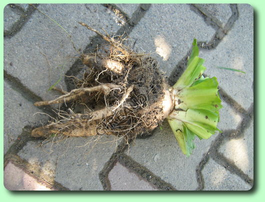 La racine de l'endive