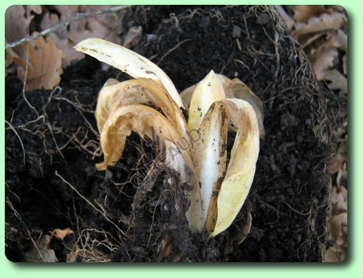 Rhizoctone sur une endive