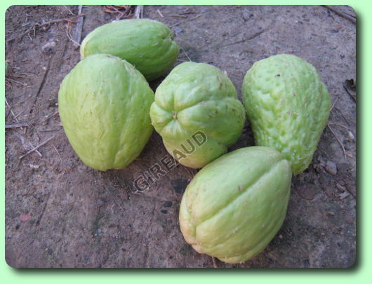 La christophine ou chayote